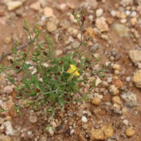 <i>Hypericum japonicum</i>  Thunb.